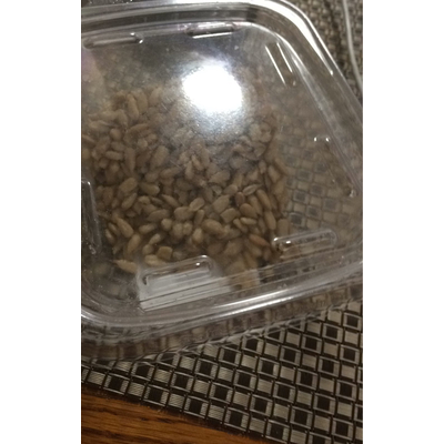 Sunflower Seeds, Roasted & Salted